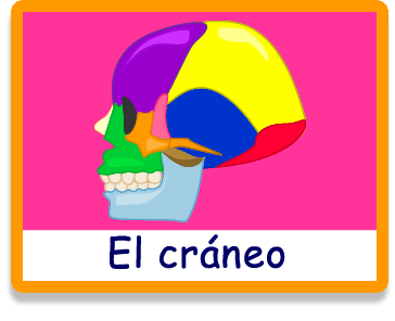 El Cráneo - Nuestro Cuerpo - Juegos - Juegos educativos en español, JuegosArcoiris